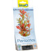 Tetra DecoArt Plant S Red Ludwigia 1-es méret 15 cm